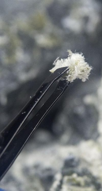 macro-photograph-fibers-mineral-chrysotile-[1]
